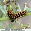 melitaea trivia talysh larva 2